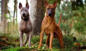 Характеристика тайского риджбека: описание породы, внешний вид собаки с фото, особенности ухода