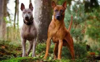 Характеристика тайского риджбека: описание породы, внешний вид собаки с фото, особенности ухода