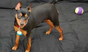 Описание карликового пинчера с фото: особенности породы и рекомендации по содержанию цвергпинчера