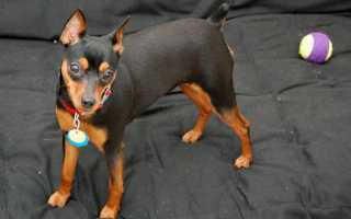 Описание карликового пинчера с фото: особенности породы и рекомендации по содержанию цвергпинчера