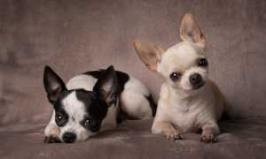 Нормы веса и роста чихуахуа по месяцам: таблица показателей, стандарт породы РКФ