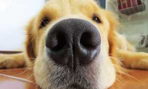 Каким должен быть нос у здоровой собаки, почему он становится сухим и горячим, в чем причина?