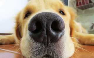 Каким должен быть нос у здоровой собаки, почему он становится сухим и горячим, в чем причина?