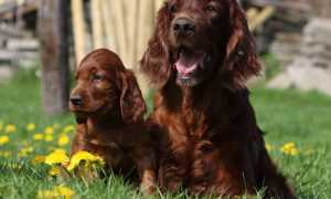 Описание ирландского сеттера с фото: особенности породы и рекомендации по уходу за собакой