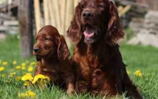 Описание ирландского сеттера с фото: особенности породы и рекомендации по уходу за собакой