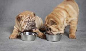 Сколько раз в день нужно кормить взрослую собаку и щенка, какое количество корма давать: таблица норм по возрасту и весу