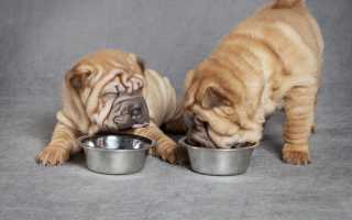 Сколько раз в день нужно кормить взрослую собаку и щенка, какое количество корма давать: таблица норм по возрасту и весу