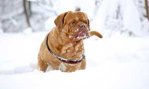 Описание французского мастифа, или бордоского дога, с фото: внешний вид и особенности характера собаки