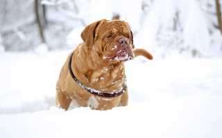 Описание французского мастифа, или бордоского дога, с фото: внешний вид и особенности характера собаки