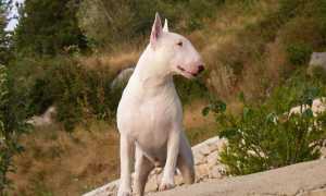 Самые страшные собаки в мире: рейтинг некрасивых пород с фото и описаниями