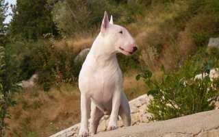 Самые страшные собаки в мире: рейтинг некрасивых пород с фото и описаниями