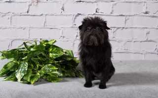 Аффенпинчер: стандарт породы с фото, описание характера собаки, особенности ухода