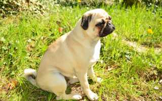 Описание с фото и характеристика породы «мопс», уход за собакой и содержание маленьких питомцев