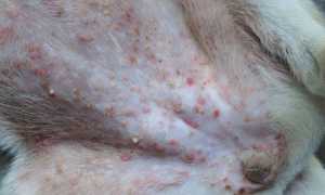 Почему у собаки в паху, на животе и в других местах появилась сыпь или пятна красного или черного цвета?