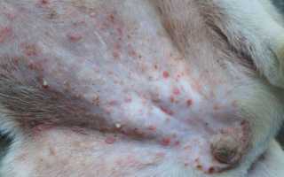 Почему у собаки в паху, на животе и в других местах появилась сыпь или пятна красного или черного цвета?