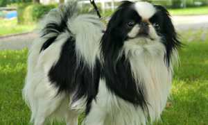 Фото японского хина или спаниеля, происхождение и описание породы собак