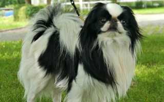 Фото японского хина или спаниеля, происхождение и описание породы собак