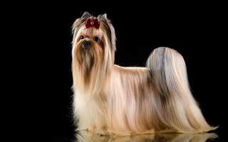 Описание русской салонной собаки с фото: особенности породы и рекомендации по уходу