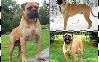 Бульмастиф: особенности породы, фото и цена