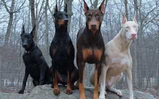 Доберман: характеристики, содержание и дрессировка. 100 фото добермана