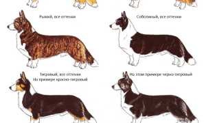 Вельш корги кардиган: стандарт и описание собаки с фото, отличия от породы пемброк