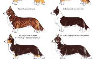 Вельш корги кардиган: стандарт и описание собаки с фото, отличия от породы пемброк