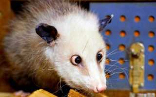 Виргинский опоссум Didelphis virginiana