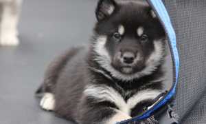 Описание аляскинского маламута с фото и характеристика породы, разновидности и особенности содержания собаки