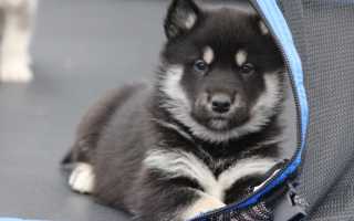 Описание аляскинского маламута с фото и характеристика породы, разновидности и особенности содержания собаки