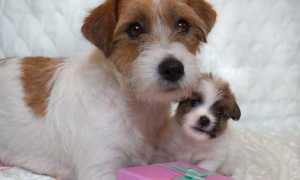 Фото парсон-рассел-терьера, история происхождения и предназначения, отличие от родственной породы и описание