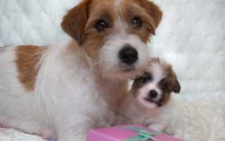 Фото парсон-рассел-терьера, история происхождения и предназначения, отличие от родственной породы и описание