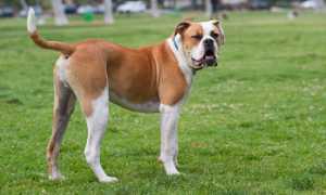 Все о молоссах: какие породы собак относятся к данной группе, каковы их особенности?