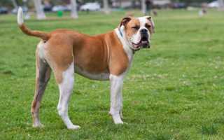 Все о молоссах: какие породы собак относятся к данной группе, каковы их особенности?