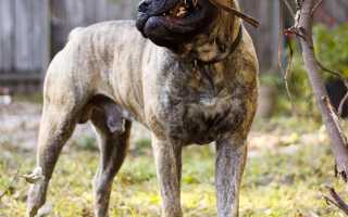 Бульмастифы: характеристика породы с фото, особенности содержания и ухода, рекомендации собаководам