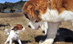 Описание породы сенбернар: внешний вид собаки с фото и другие характеристики, особенности ухода и разведения