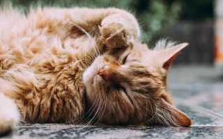 Советы по выбору корма для кошек