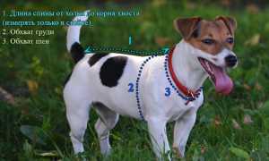 Выкройки в натуральную величину и основы пошива комбинезона и другой одежды для йорка и прочих маленьких и больших собак