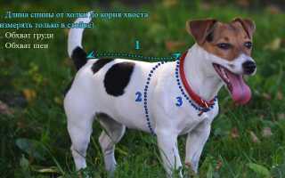 Выкройки в натуральную величину и основы пошива комбинезона и другой одежды для йорка и прочих маленьких и больших собак