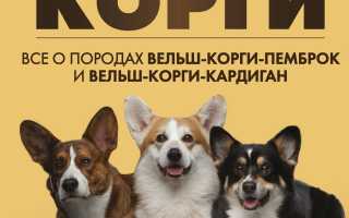 Вельш-корги: всё о породе, где купить