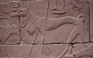 Описание породы грейхаунд: внешний вид собаки с фото, особенности ухода и разведения