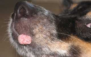 Шишка под кожей на теле у собаки: на спине, животе, шее или голове питомца