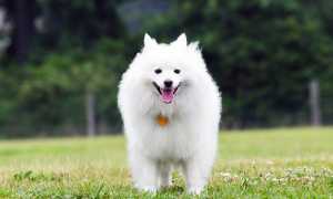 Содержание американского эскимосского шпица, стандарт породы, внешний вид собаки с фото