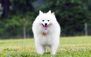 Содержание американского эскимосского шпица, стандарт породы, внешний вид собаки с фото