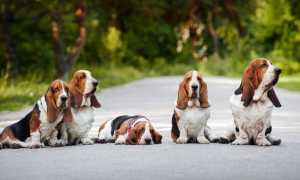 Описание бассет-хаунда с фото: особенности породы, рекомендации по содержанию и уходу