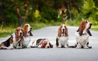 Описание бассет-хаунда с фото: особенности породы, рекомендации по содержанию и уходу