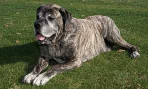 Описание американского мастифа с фото: внешний вид, характер, рекомендации по содержанию и уходу