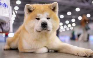 Порода Хатико: характеристика японской собаки Акита ину, содержание и уход, дрессировка