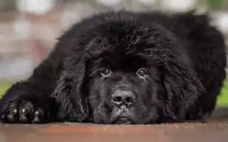 Характеристика и описание породы собак «водолаз» с фото, особенности содержания и воспитания ньюфаундленда, выбор щенков