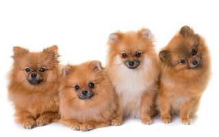 Разновидности породы «шпиц»: померанский, немецкий и другие, описание и фото больших и маленьких собак с названиями