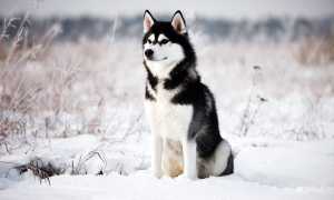 Хаски: внешний вид собаки на фото, происхождение, разновидности и описание породы